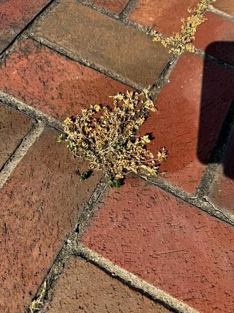 Treated weed growing between brick pavers
