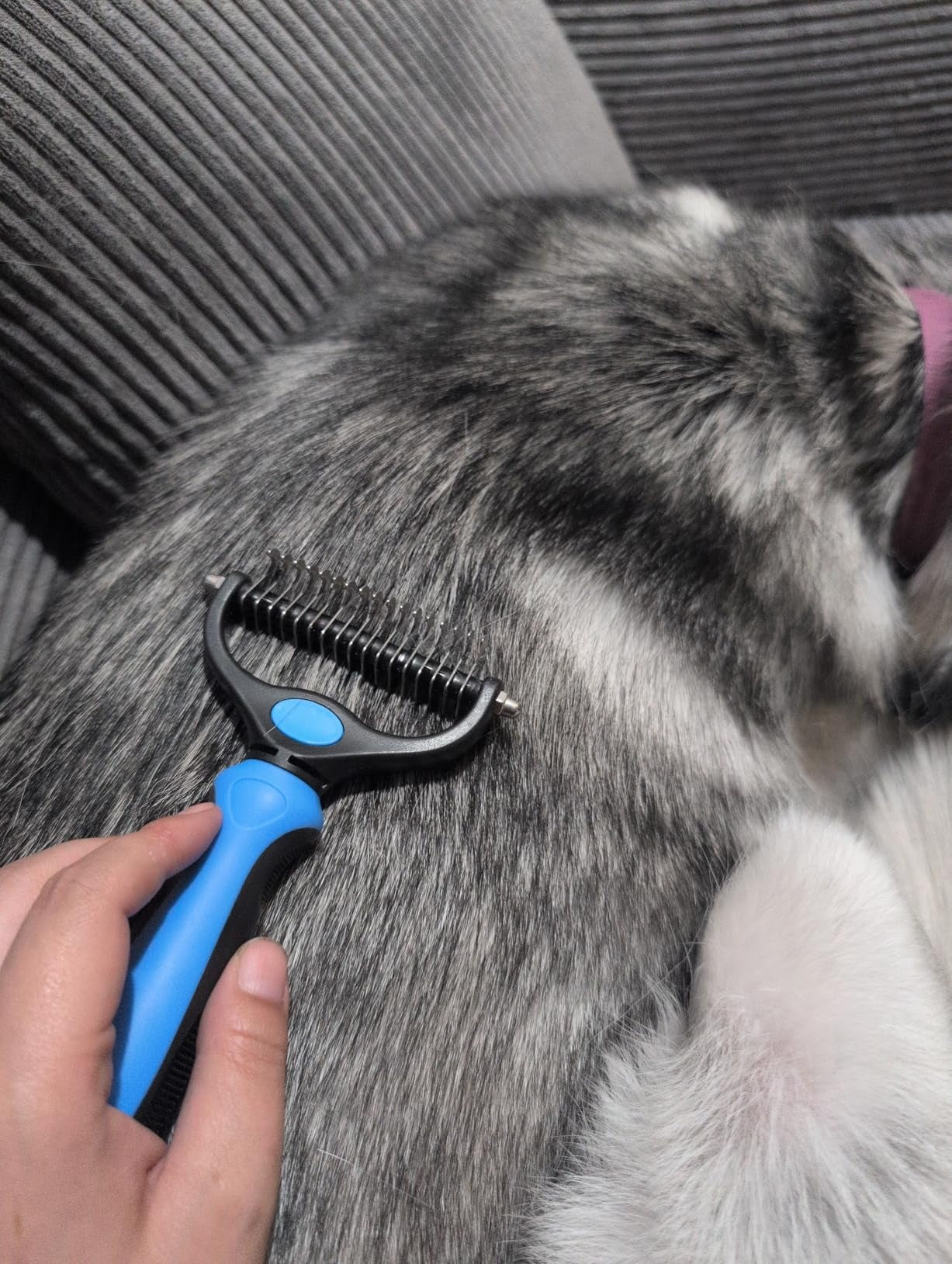 Double-sided grooming brush used gently on a cat