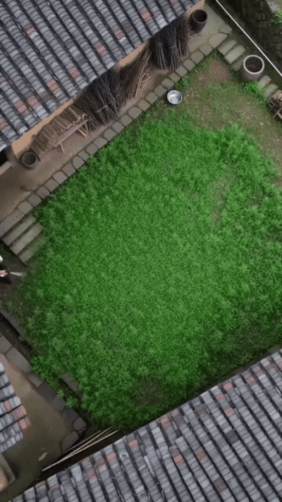 Overgrown yard area shown as a weed control problem