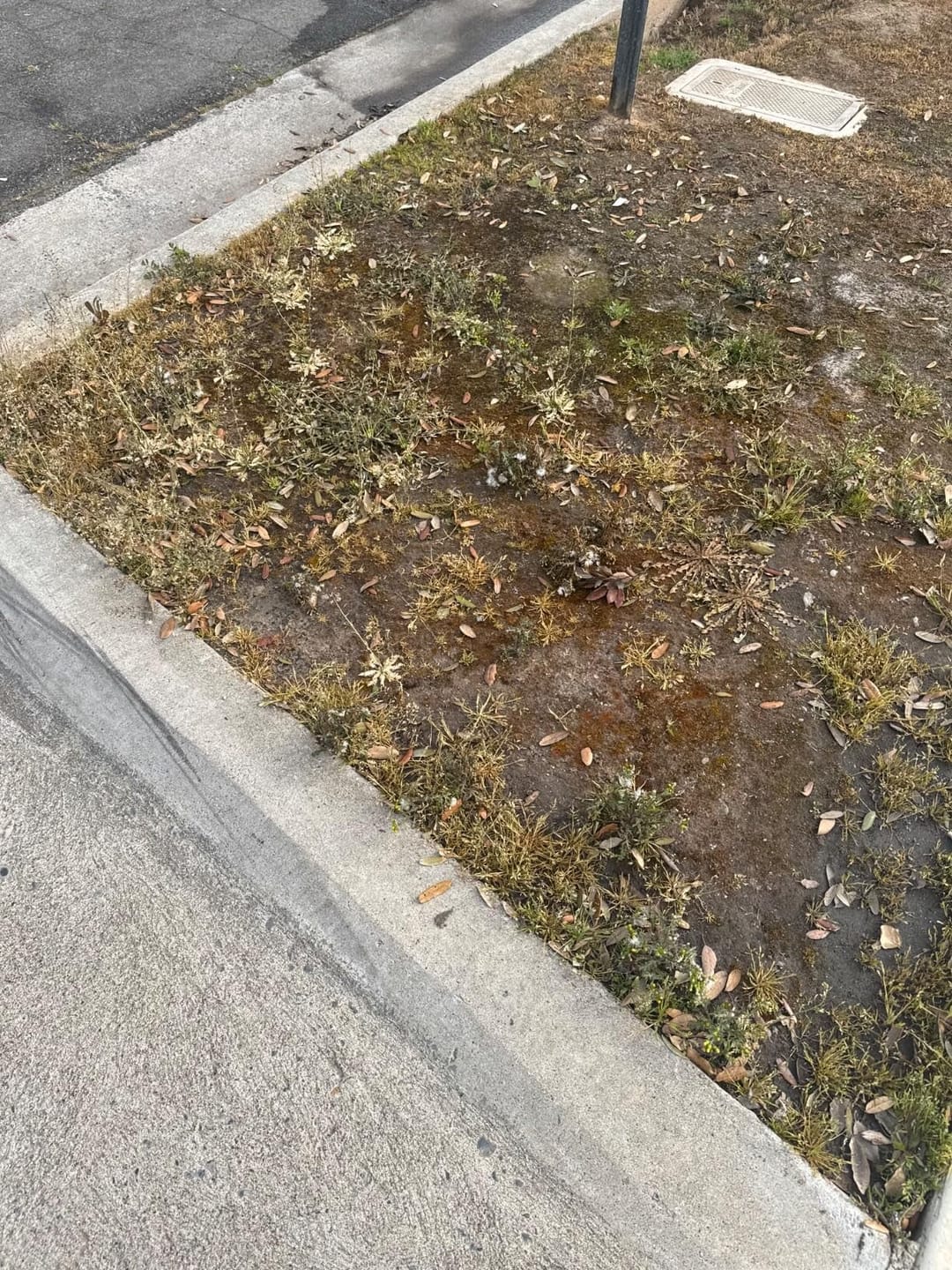 Treated curbside weed area after application