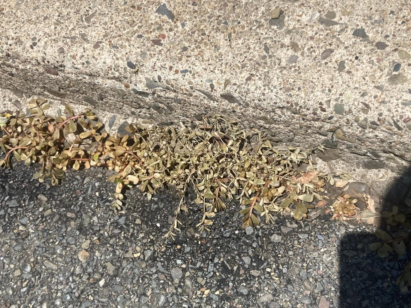 Treated weeds along a concrete edge