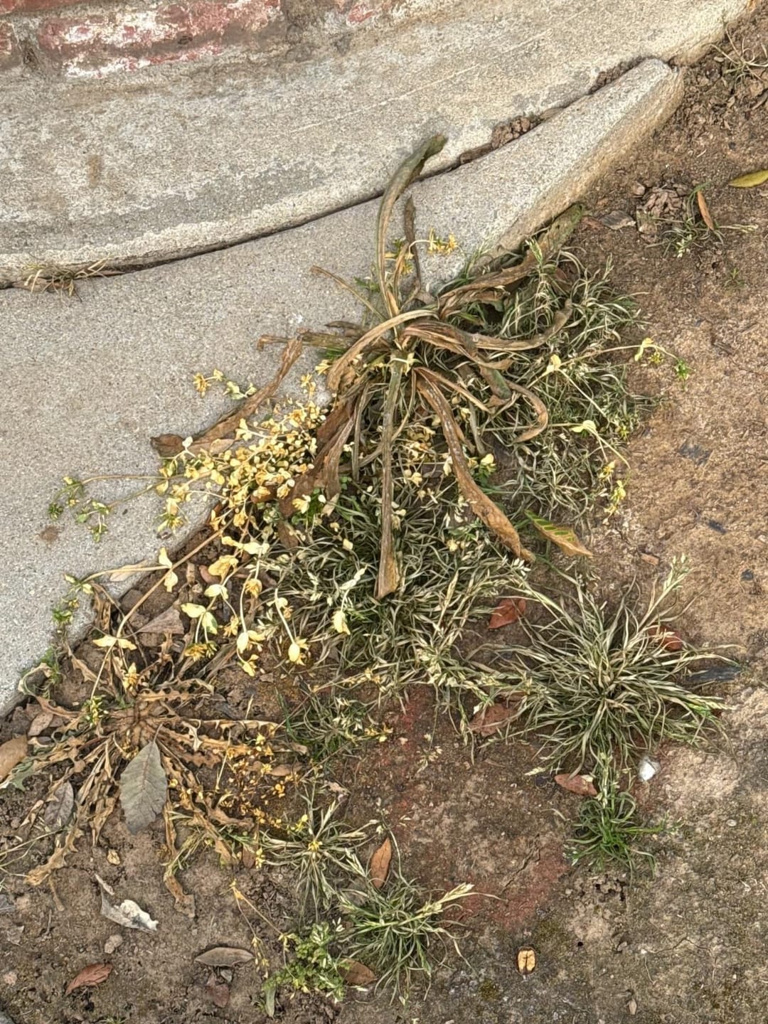 Treated weeds along a concrete and soil border